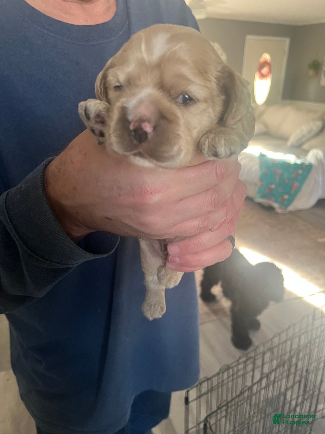 Cocker Spaniel dogs for sale: Cocker Spaniel Puppy 1 - Ad 3
