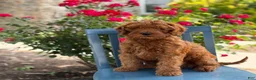 Mini Goldendoodle dogs for sale: Cookie - Ad 3