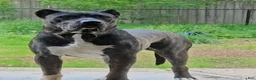 Presa Canario dogs for sale: Mr Neon  - Ad 33