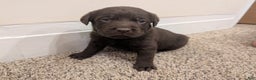 Labrador Retriever dogs for sale: Remington - Ad 4