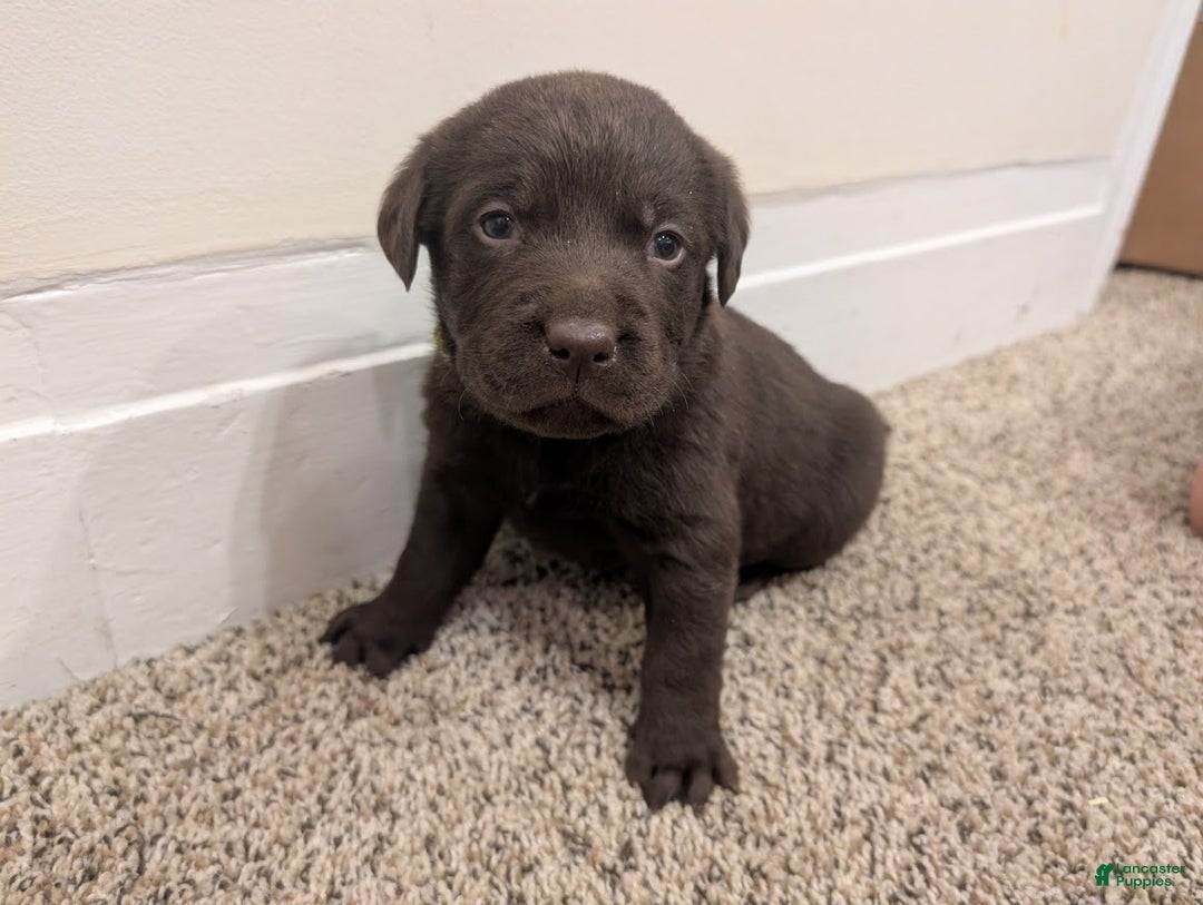 Labrador Retriever dogs for sale: Remington - Ad 4