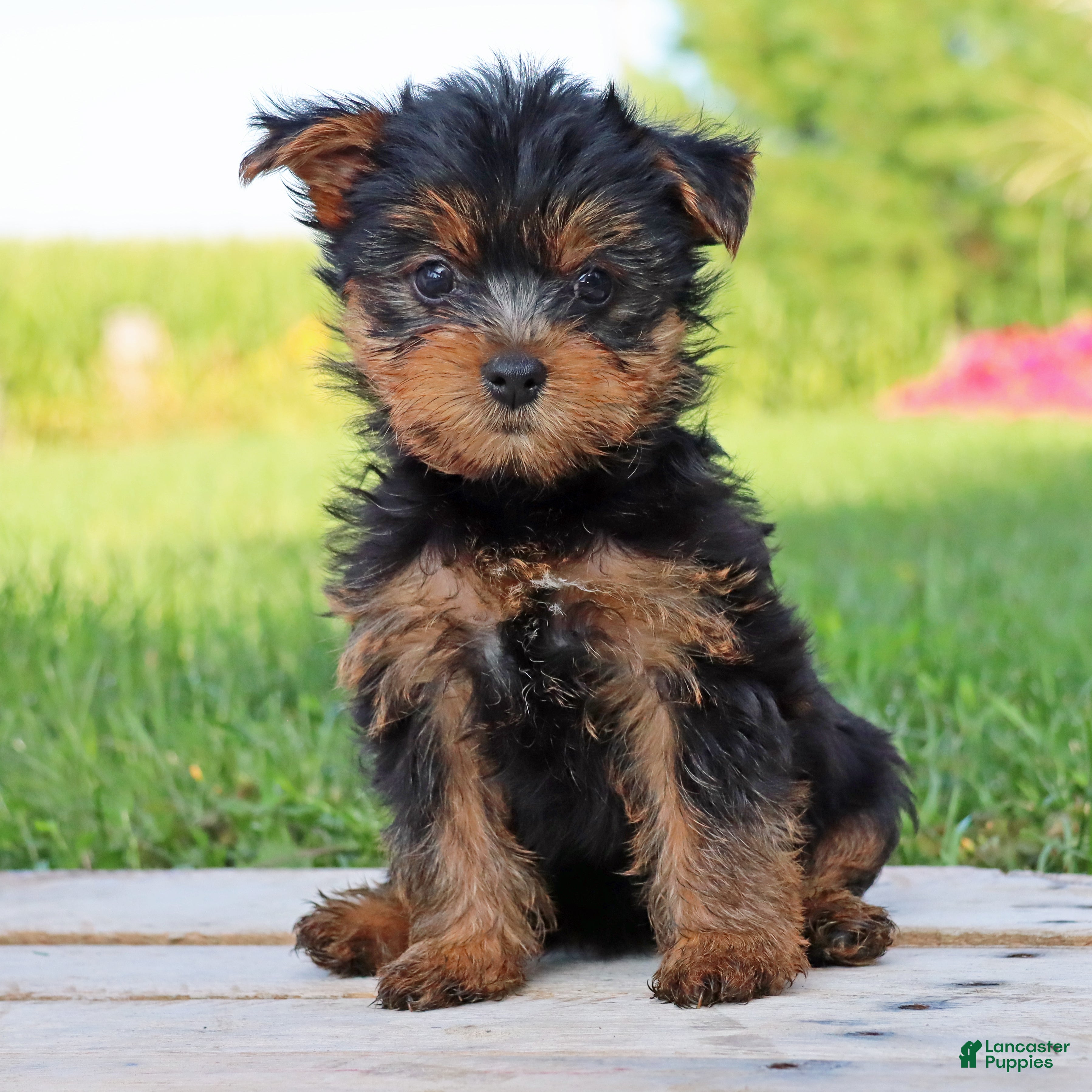 Yorkshire Terrier dogs Java - Ad 2