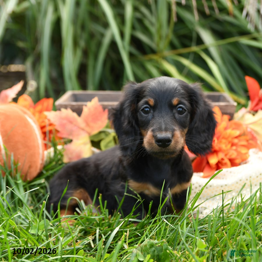 Miniature Dachshund dogs Ulysses - Ad 1