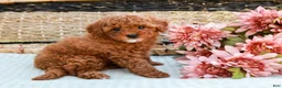 Toy Poodle dogs for sale: Bethany - Ad 4