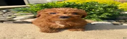 Cavapoo dogs for sale: Betty - Ad 7