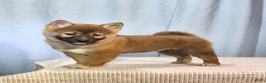 Peanut 