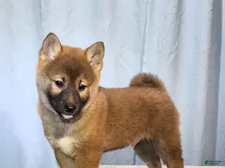 Shiba Inu dogs for sale: Peanut - Ad 1