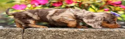 Miniature Dachshund dogs for sale: Isabelle🩷  - Ad 18