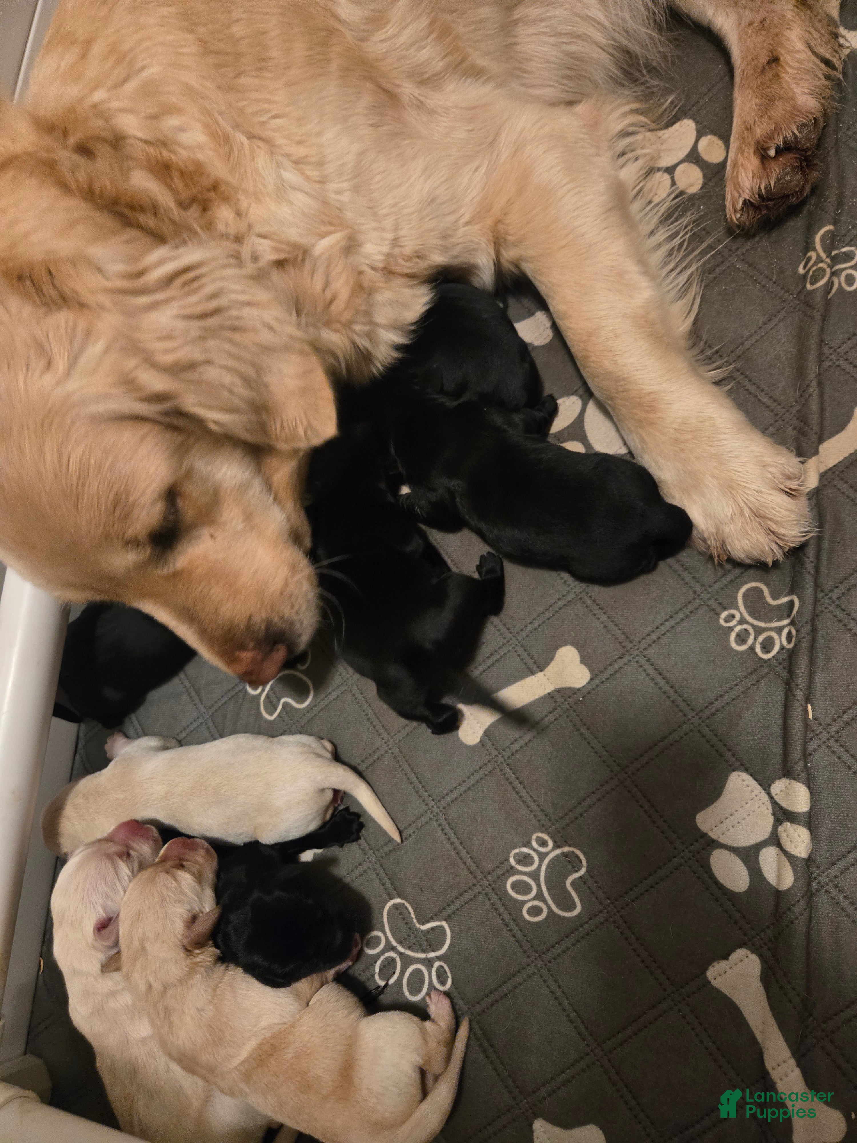 Goldador dogs Black male # 3 - Ad 20