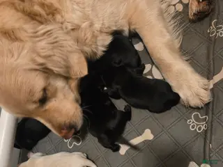 Goldador dogs Black male # 3 - Ad 20