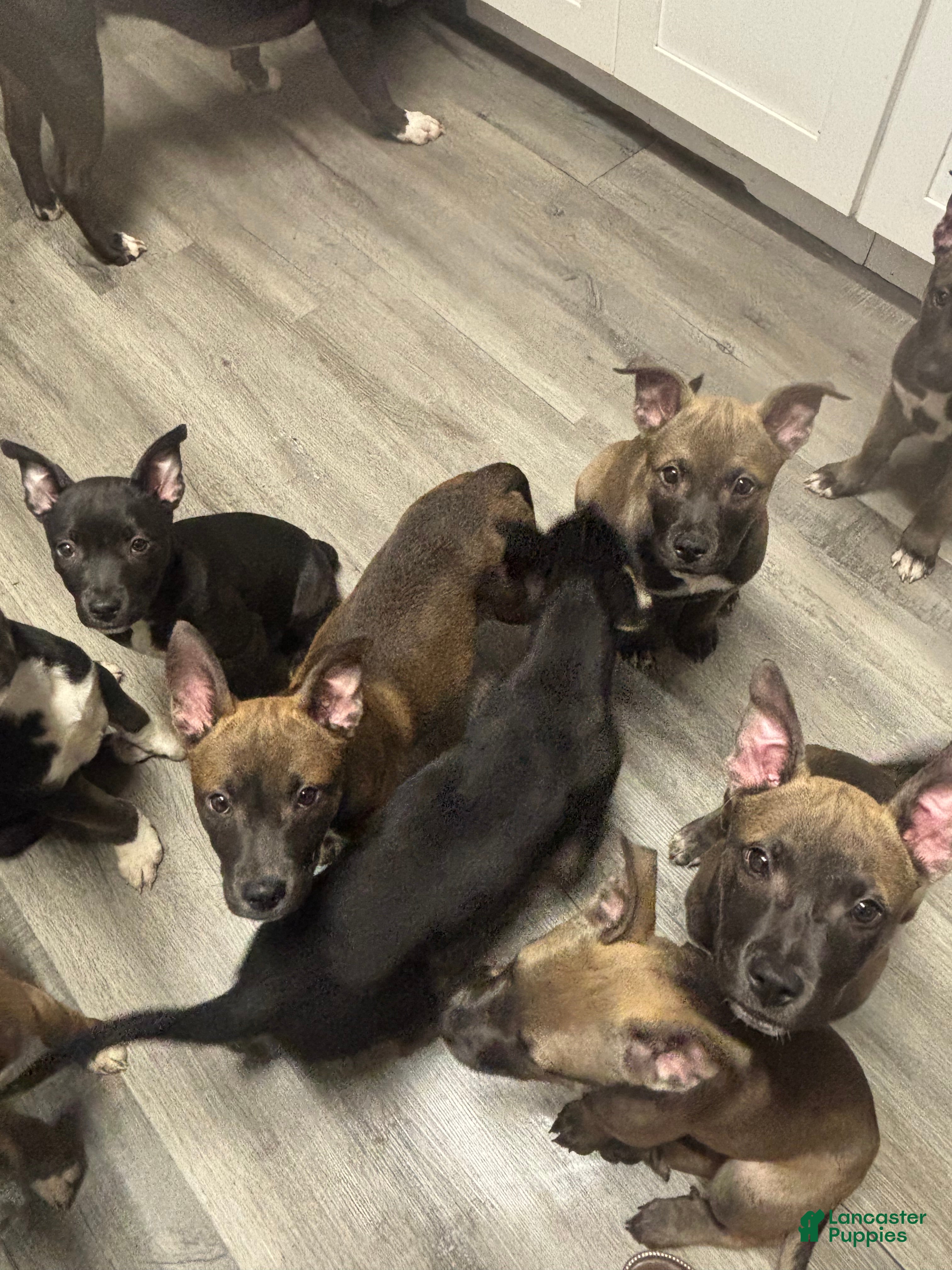 Mixed Breed dogs Mixed Breed Puppy 3 - Ad 34