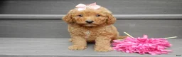 Mini Goldendoodle dogs for sale: Zara - Ad 1