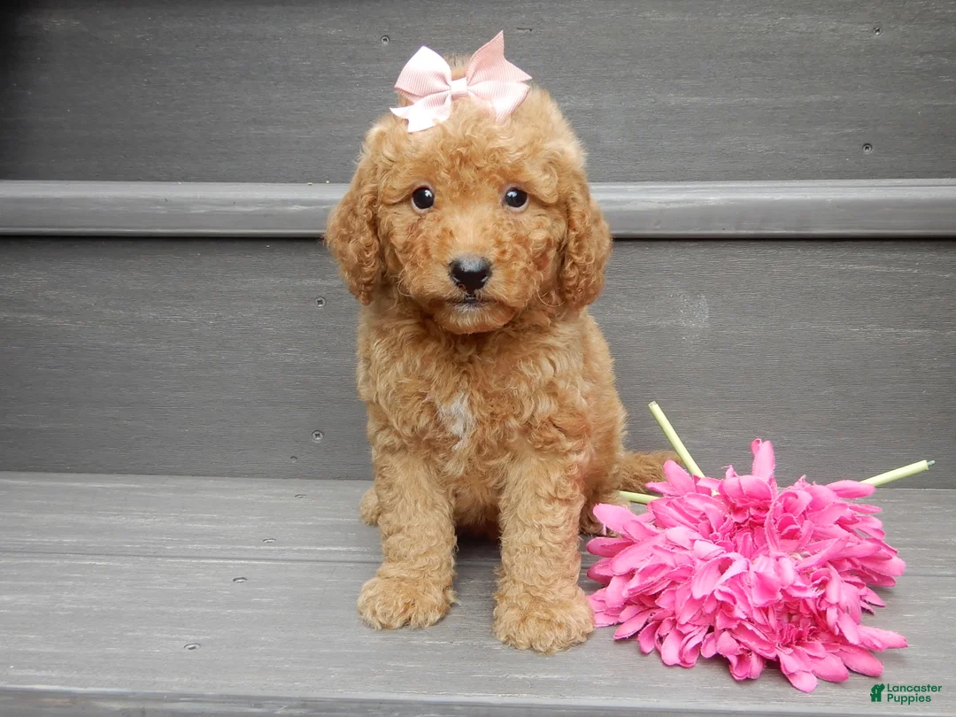 Mini Goldendoodle dogs for sale: Zara - Ad 1