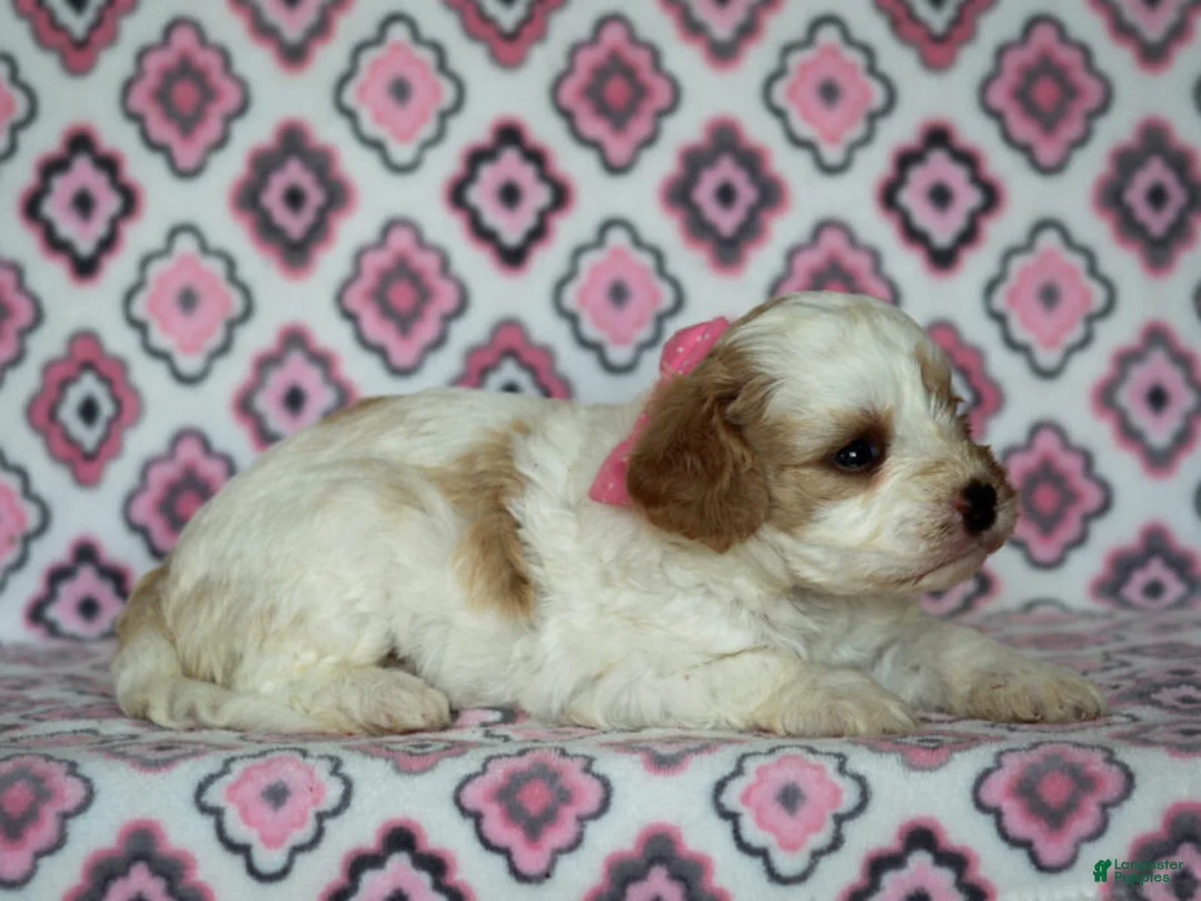 Cavapoo dogs for sale: Joey - Ad 1