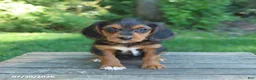 Mixed Breed dogs for sale: Wendy - Ad 5