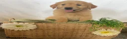Golden Retriever dogs for sale: Jimmy - Ad 7