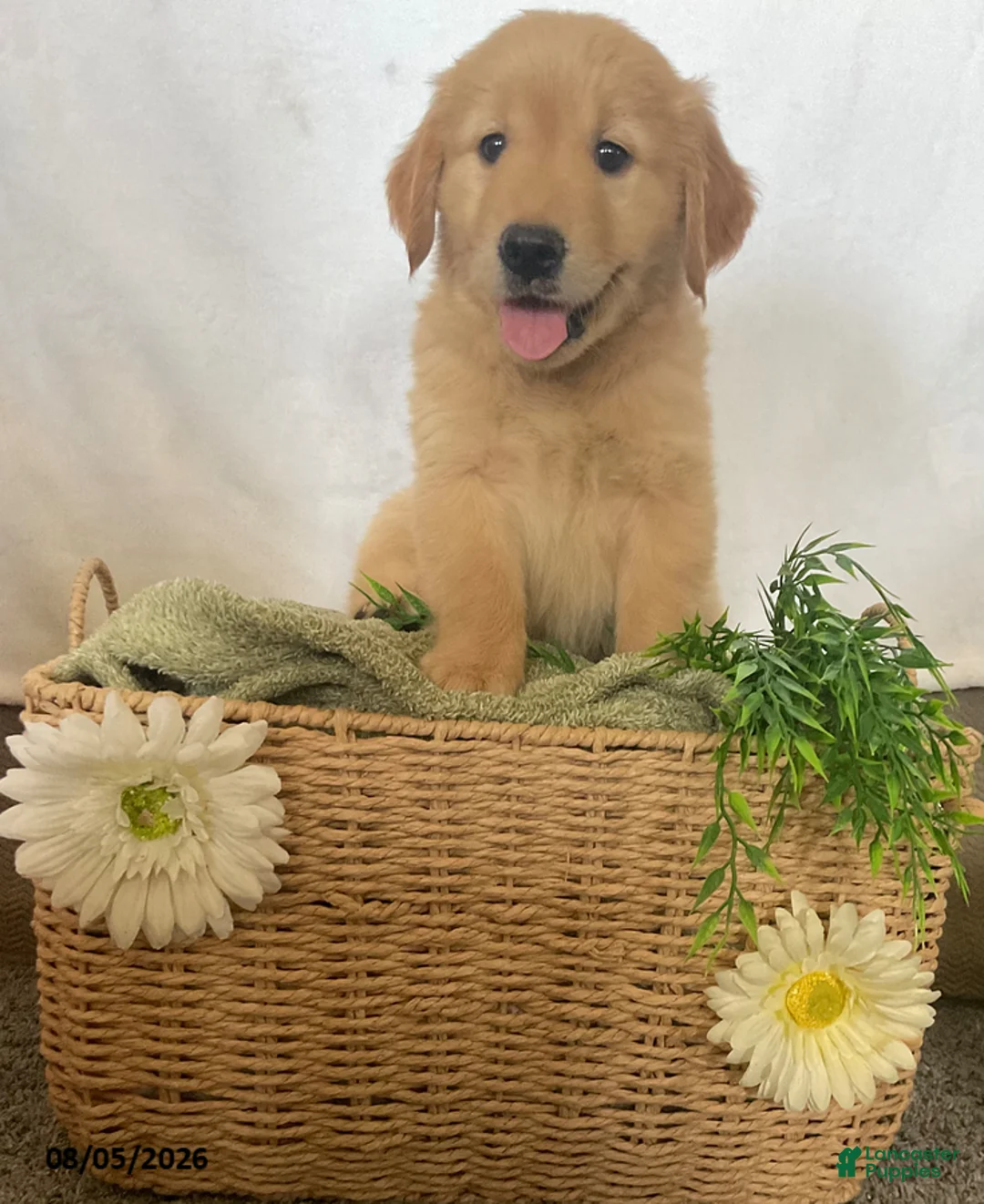Golden Retriever dogs for sale: Jimmy - Ad 7