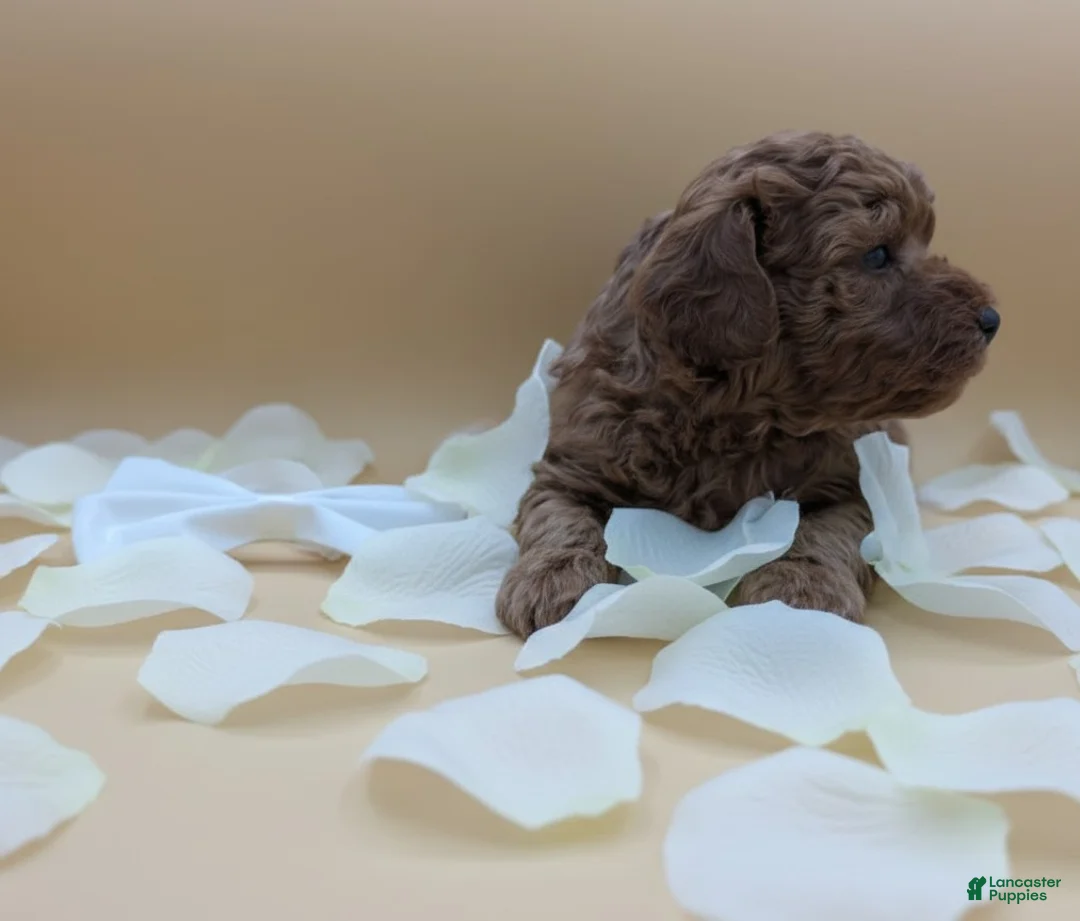 Toy Poodle dogs for sale: Olivia 🤍 - Ad 5