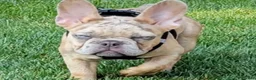 French Bulldog dogs for sale: French Bulldog Puppy 1 - Ad 4