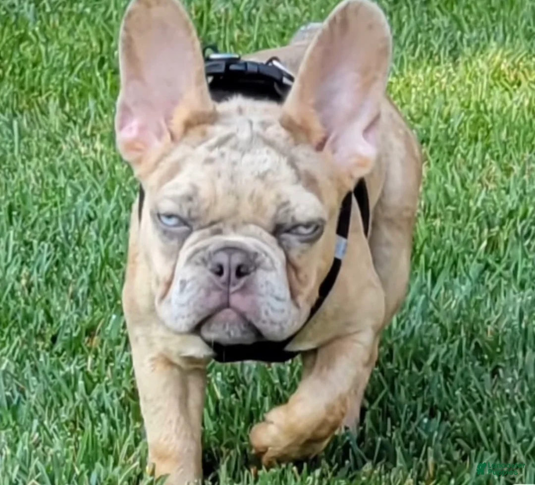 French Bulldog dogs for sale: French Bulldog Puppy 1 - Ad 4