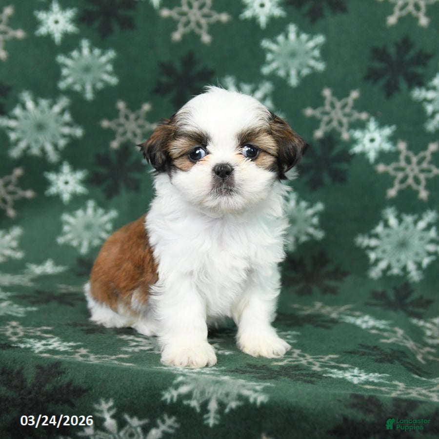 Shih Tzu dogs Kaisy - Ad 1