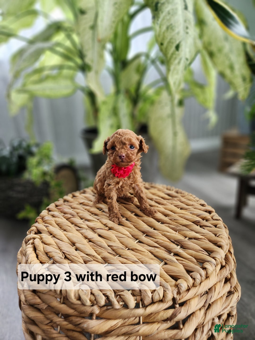 Toy Poodle dogs for sale: TEENY TINY Tailor- TEACUP AKC GENETICALLY TESTED - Ad 2