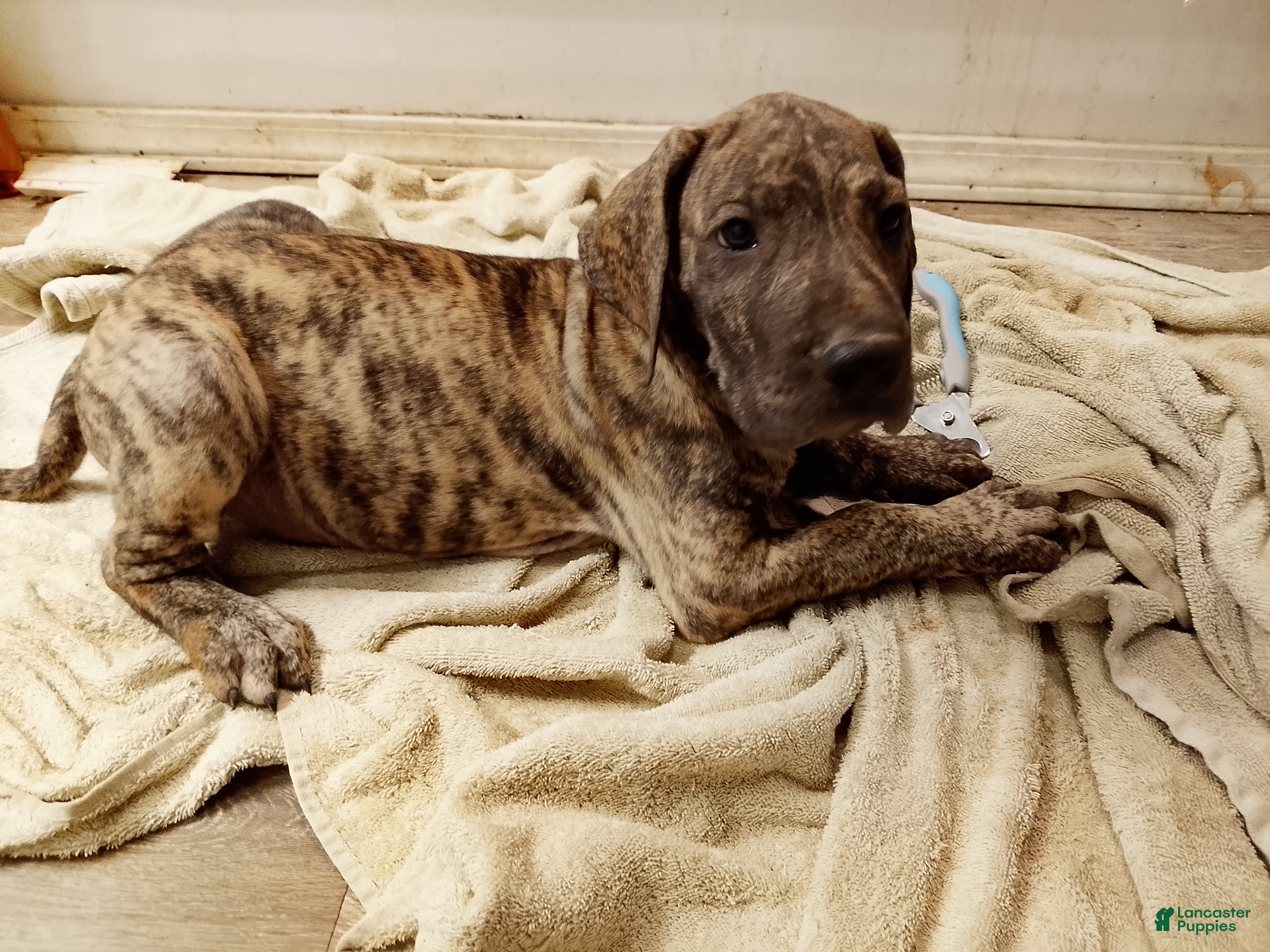 Great Dane dogs Great Dane 8 - Ad 25