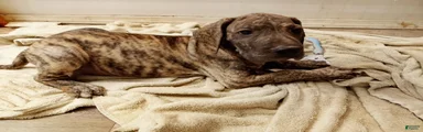 Great Dane 8