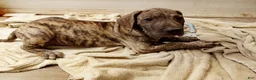 Great Dane dogs for sale: Great Dane 8 - Ad 1