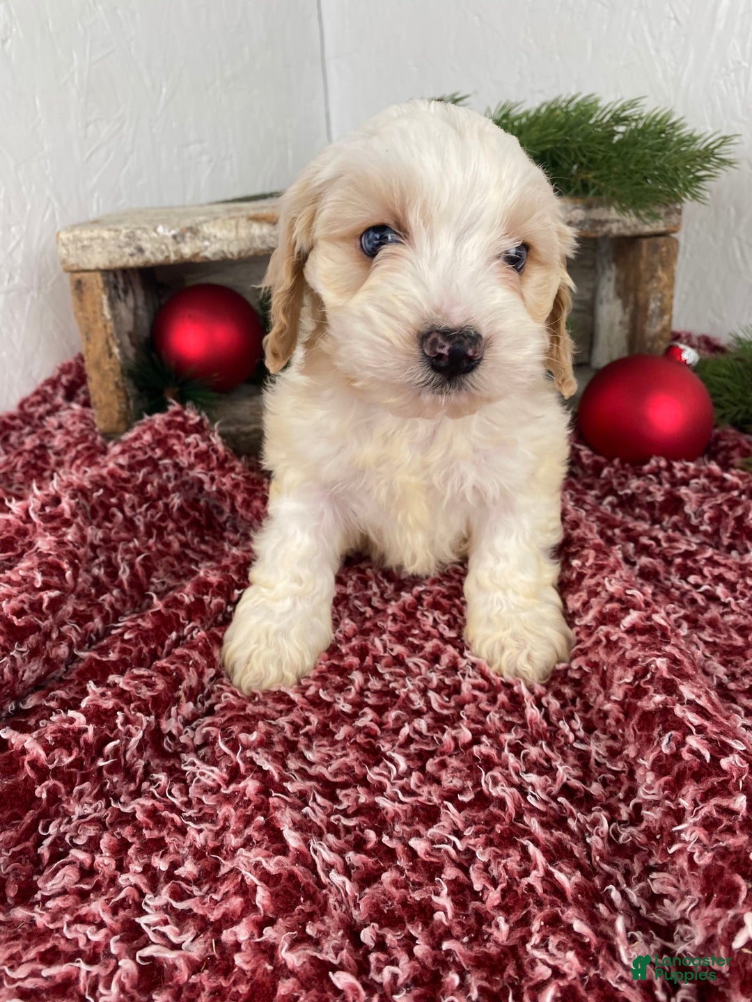 Cockapoo dogs for sale: Milo - Ad 14