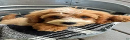 Mini Bernedoodle dogs for sale: Beaver - Ad 10