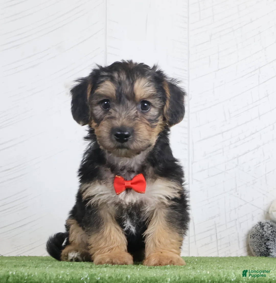 Yochon dogs for sale: Parker - Ad 1