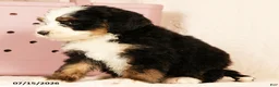 Bernedoodle dogs for sale: Rusty - Ad 9