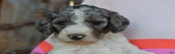 Standard Poodle dogs for sale: Piper, Standard Poodle Puppy 4 - Ad 8