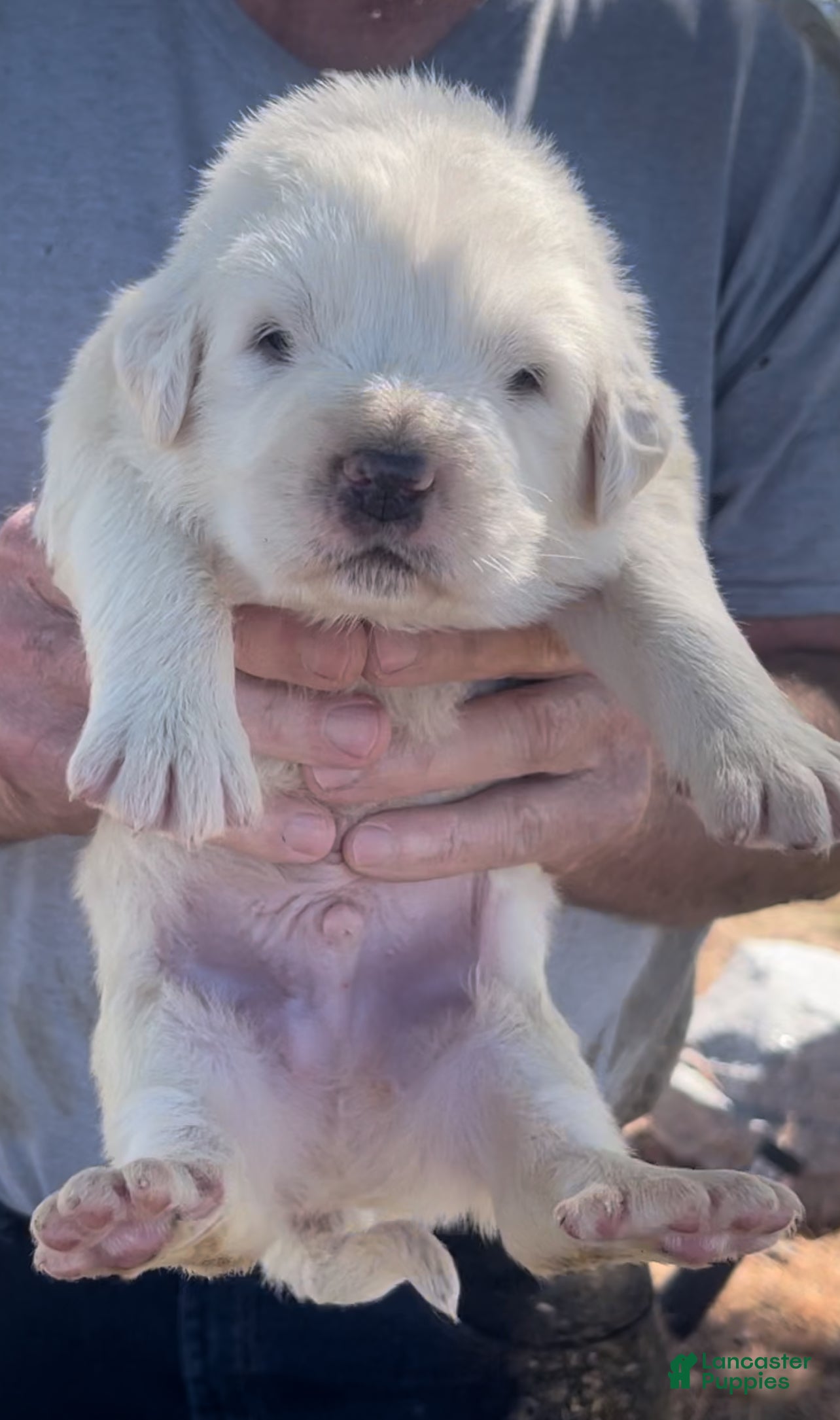 Mixed Breed dogs Mixed Breed Puppy 1 - Ad 1