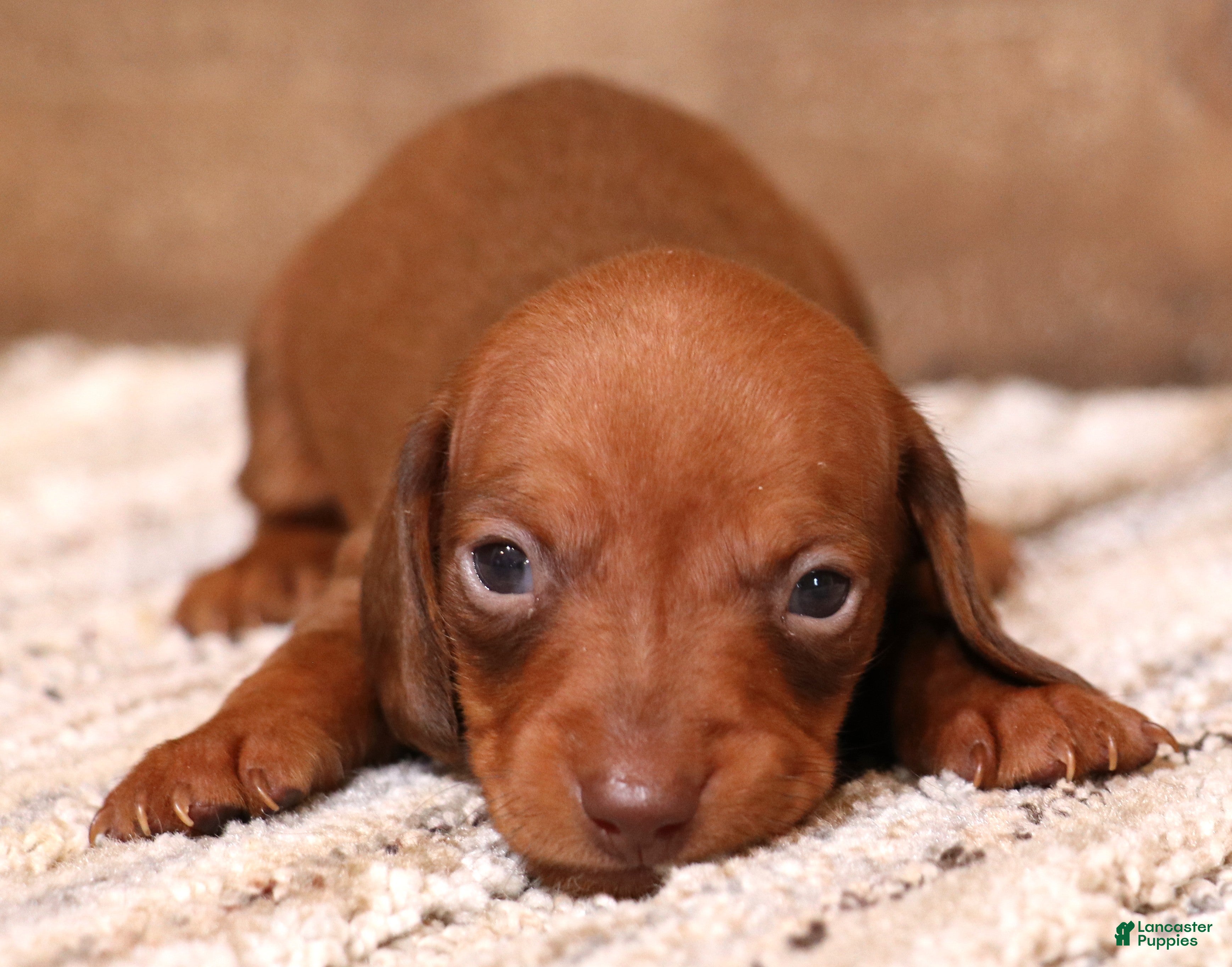Miniature Dachshund dogs Blaze if a red smooth male - Ad 1