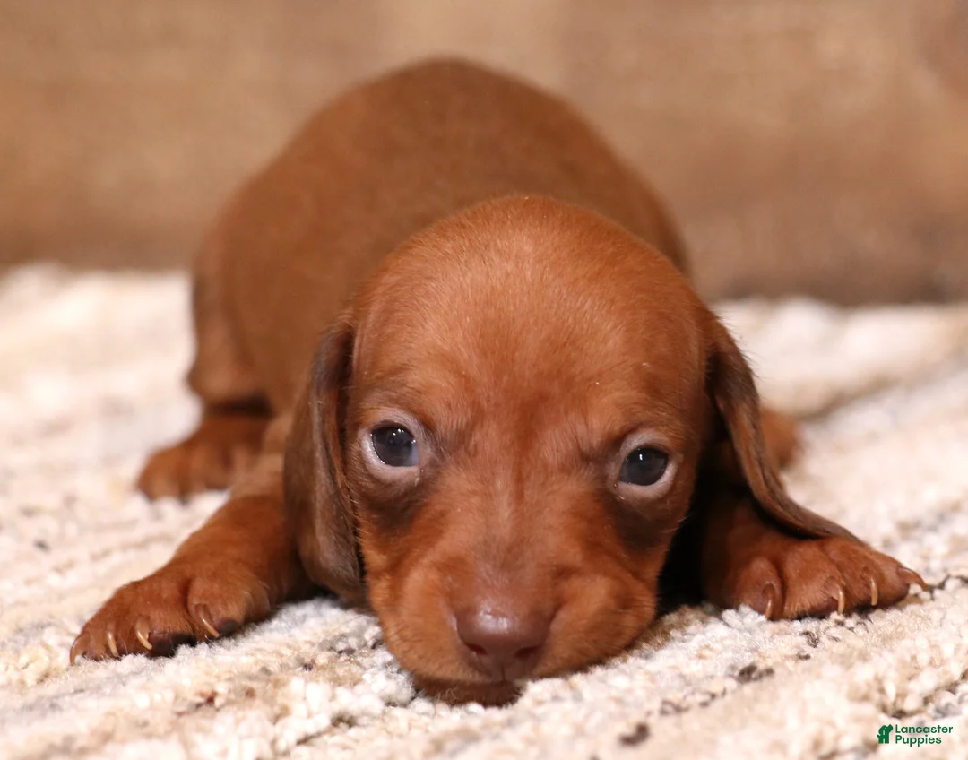 Miniature Dachshund dogs for sale: Blaze if a red smooth male - Ad 1