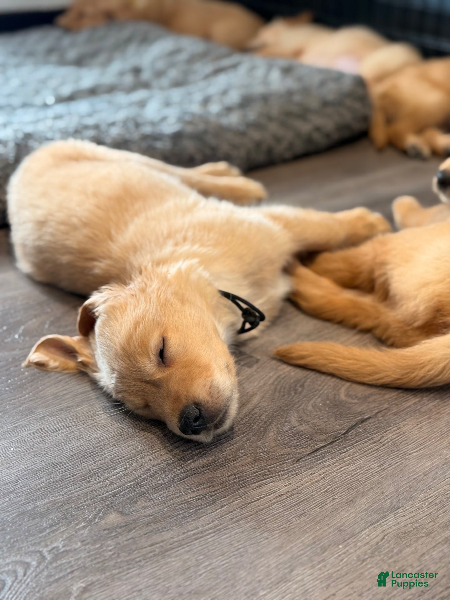 Golden Retriever dogs for sale: Black Collar - Ad 1