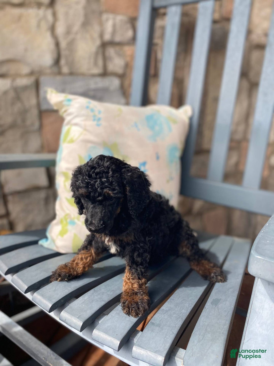 Standard Poodle dogs for sale: Standard Poodle Puppy 1 - Ad 2