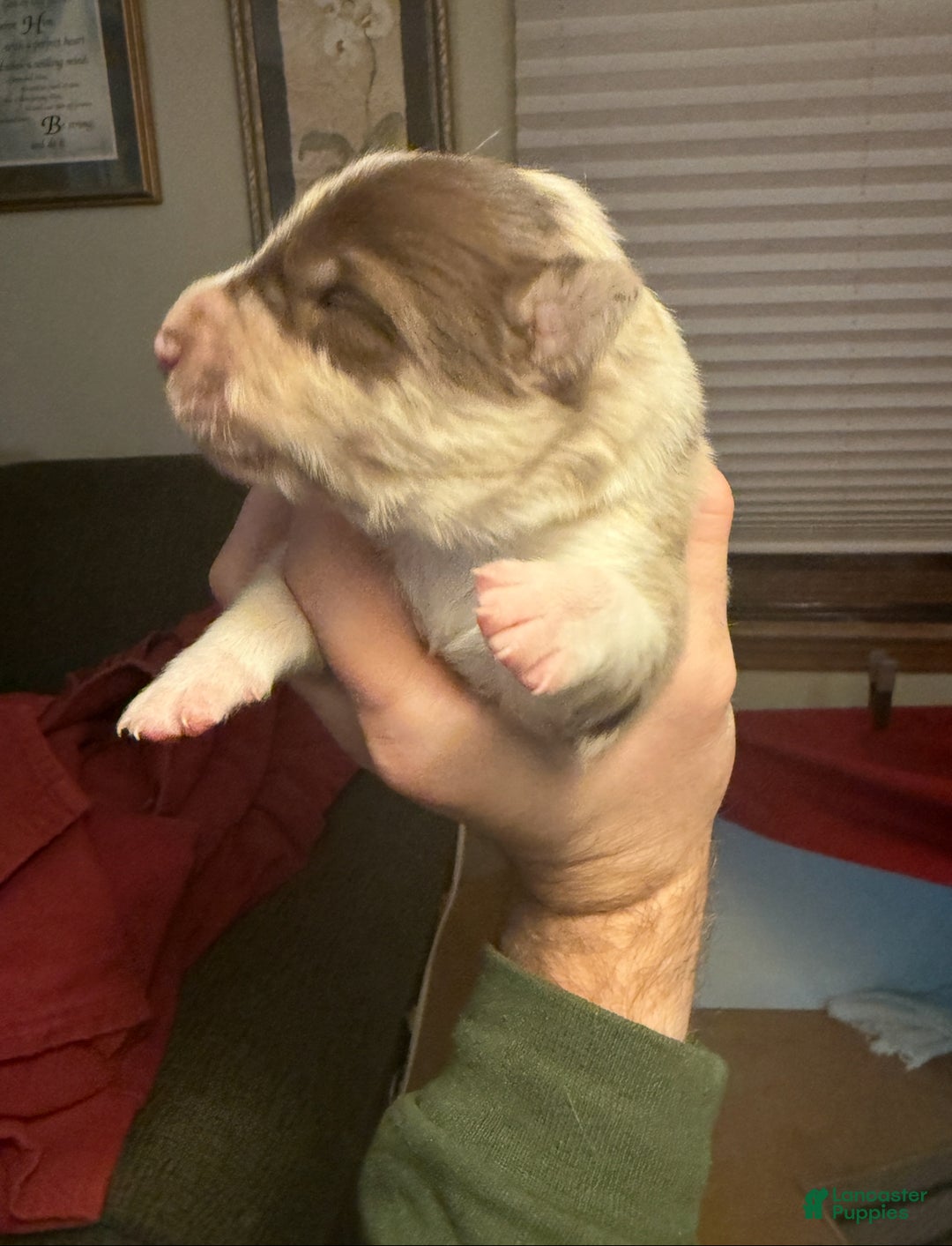 Border Collie dogs for sale: Border Collie Puppy 1 - Red - Ad 36