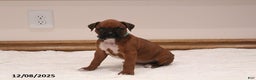 Boxer dogs for sale: Lily - Ad 2