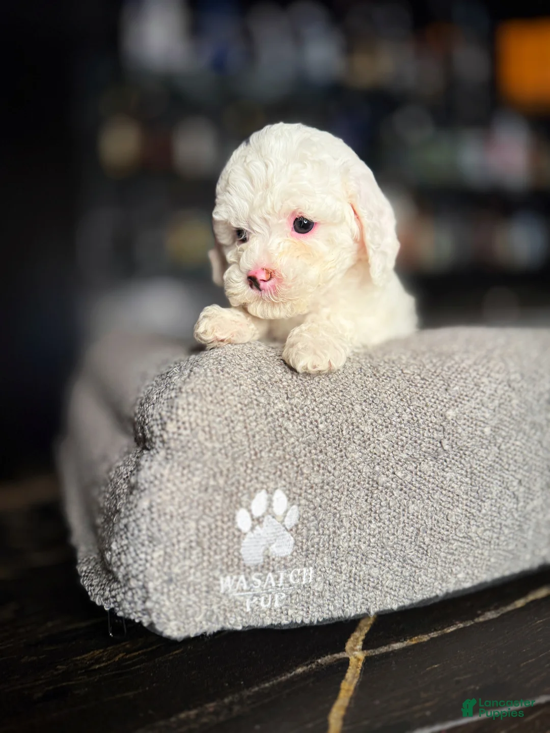 Cavapoo dogs for sale: Snow - Ad 1