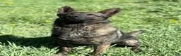 Mixed Breed dogs for sale: Mixed Breed 1 - Ad 4