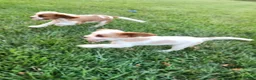 Cavalier King Charles Spaniel dogs for sale: MilkyWay - Ad 6