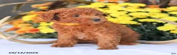 Miniature Poodle dogs for sale: Liam - Ad 11