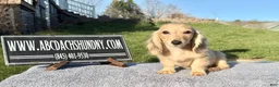Miniature Dachshund dogs for sale: Miniature Dachshund Puppy 2 - Ad 2
