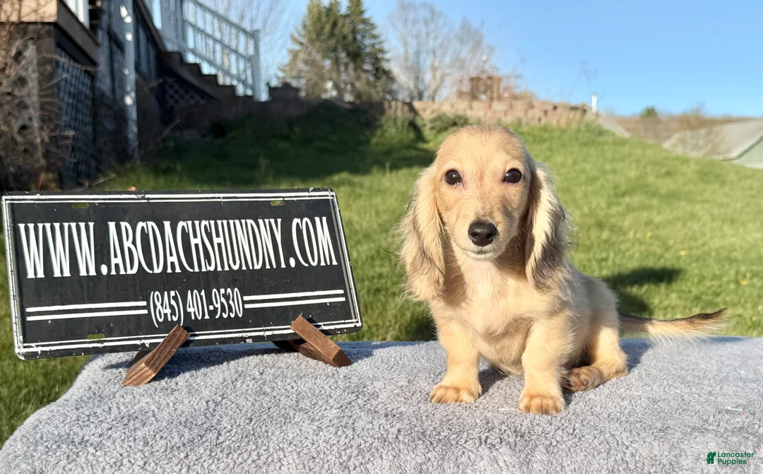 Miniature Dachshund dogs for sale: Miniature Dachshund Puppy 2 - Ad 2