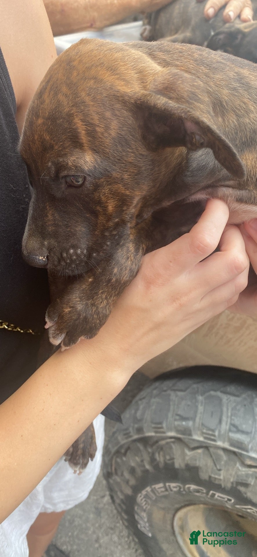 Mixed Breed dogs Mixed Breed 2 - Ad 5