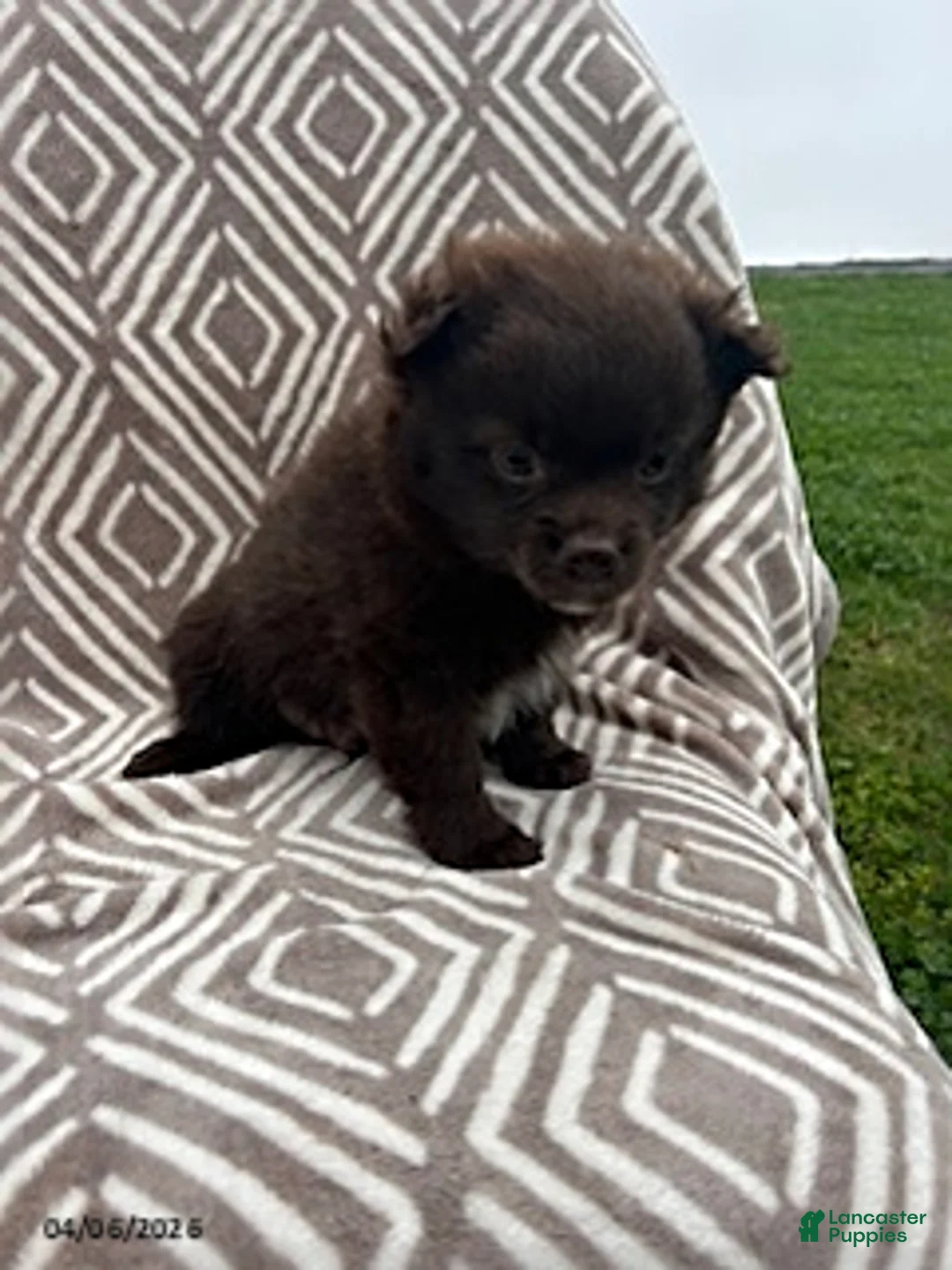 Pomeranian dogs for sale: Chocolate - Ad 3