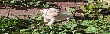 Dogo Argentino Puppy 4